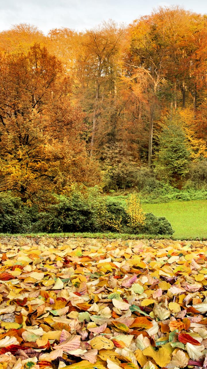 Colorful Autumn leafs Wallpaper Landscape HD Mobile, Desktop Wallpaper