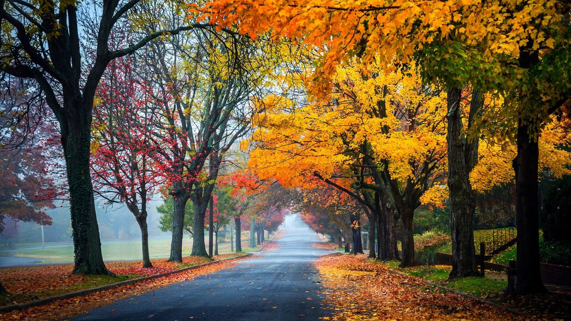 Fall Colors Wallpaper: Image