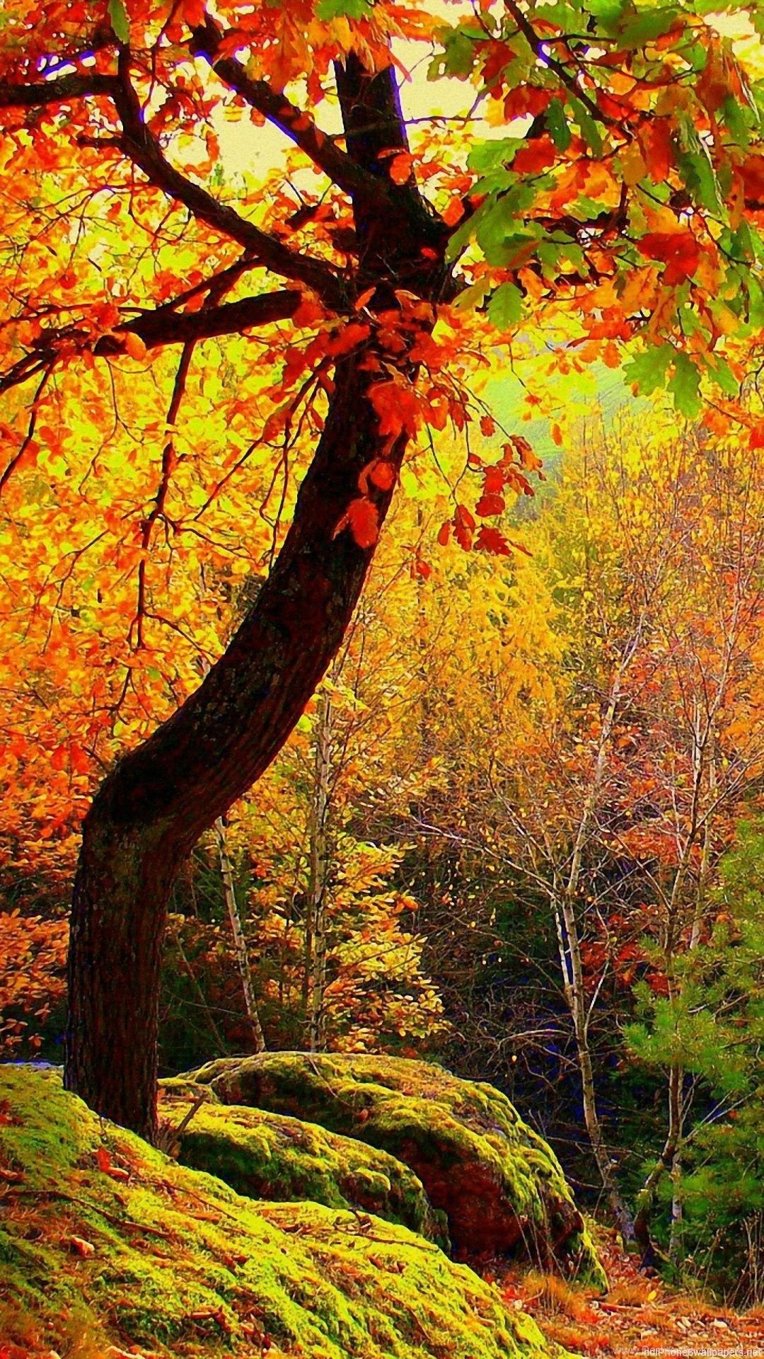 Tree Autumn Landscape iPhone 6 Wallpaper HD And 1080P 6 Plus. Desktop Background