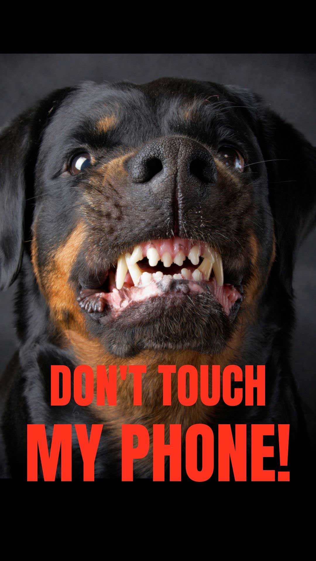 Dont Touch My Dog 2024