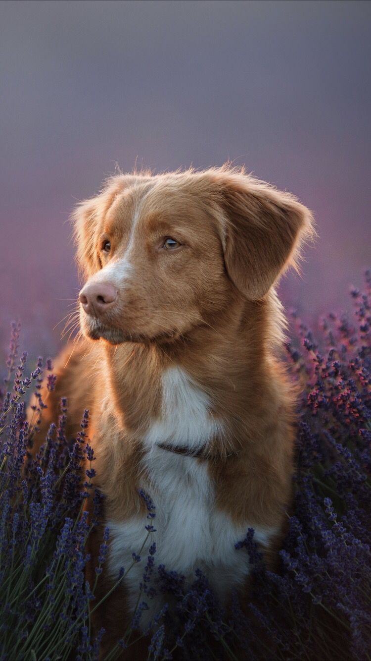 iPhone Wallpaper Cute Puppy