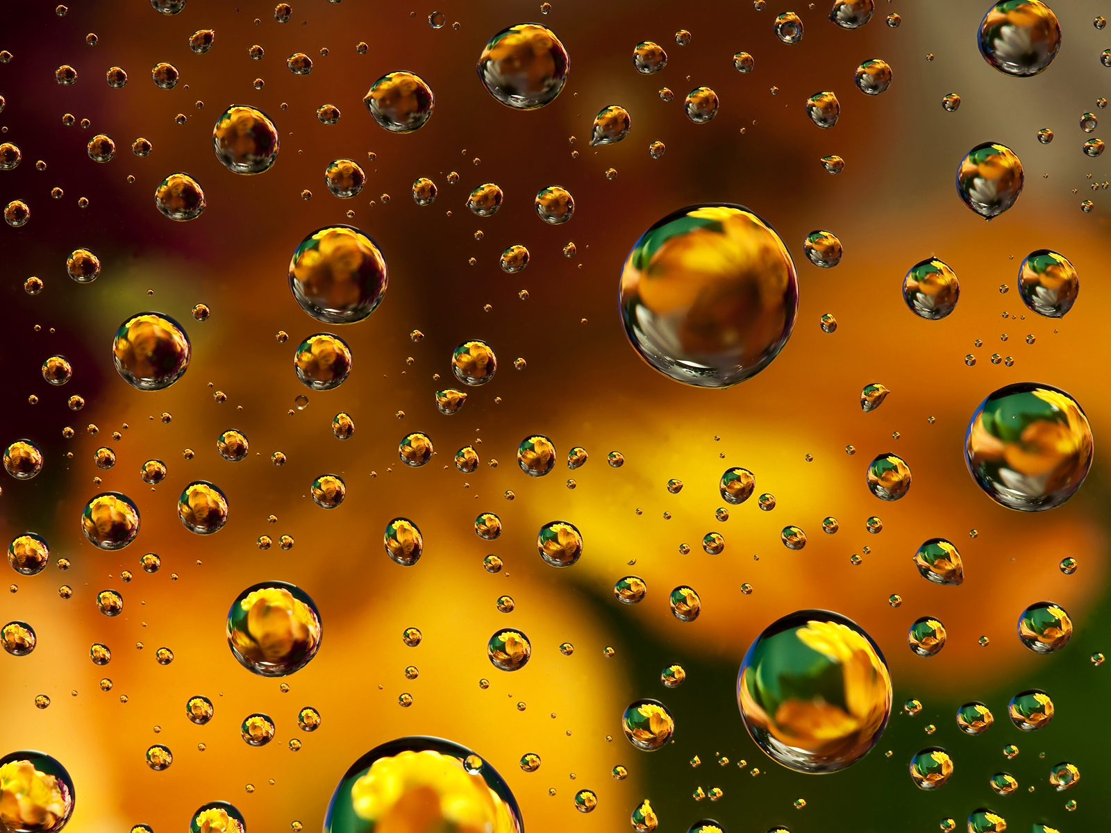 Water Drops on Gold and Green wallpaper