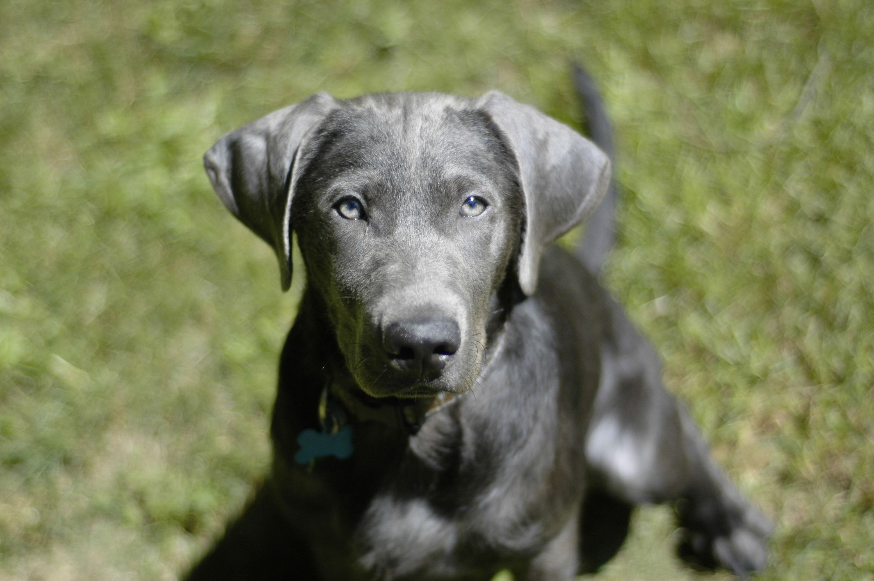 Weimaraner vs Silver Lab: Similarities and Differences