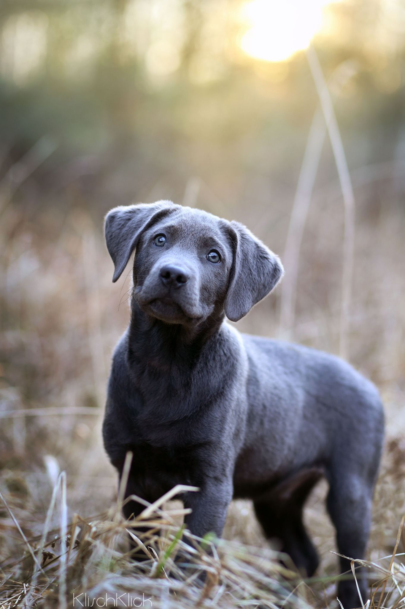 silver boy. Silver labrador puppies, Lab puppies, Labrador retriever