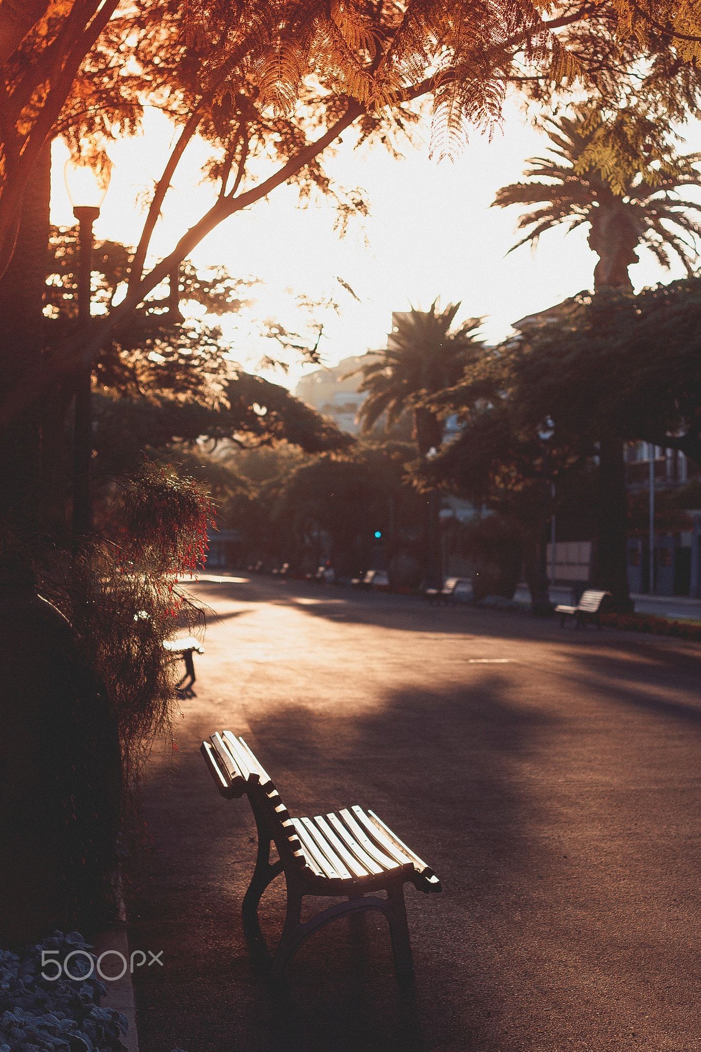 Sunny alley - #yellow #trees #sky #city #beauty #street #travel #sun #light #urban #tree #cityscape #summer #beautiful #orange #walk #palm #alley #sunny #avenue
