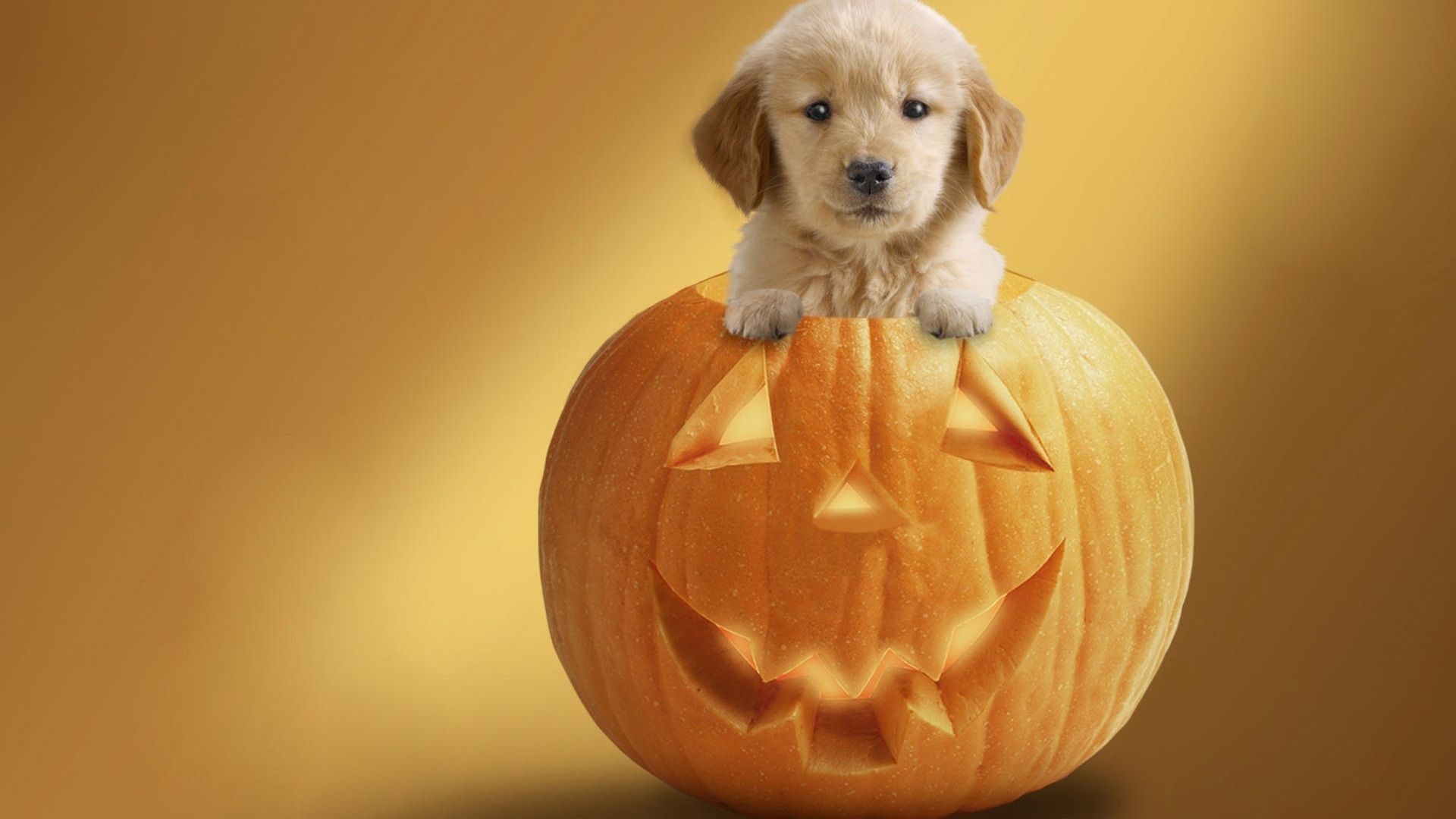 Halloween Dog Wallpaper. Halloween puppy, Dog halloween, Cute puppies