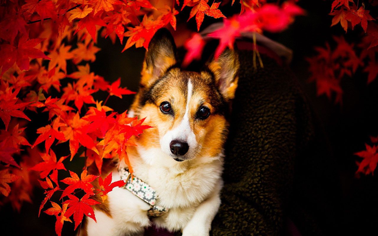 Free download Autumn season wallpaper cute dog photography 14 Animal Wallpaper [1280x800] for your Desktop, Mobile & Tablet. Explore Free Fall Wallpaper with Dogs. Free Halloween Wallpaper, Free Thanksgiving
