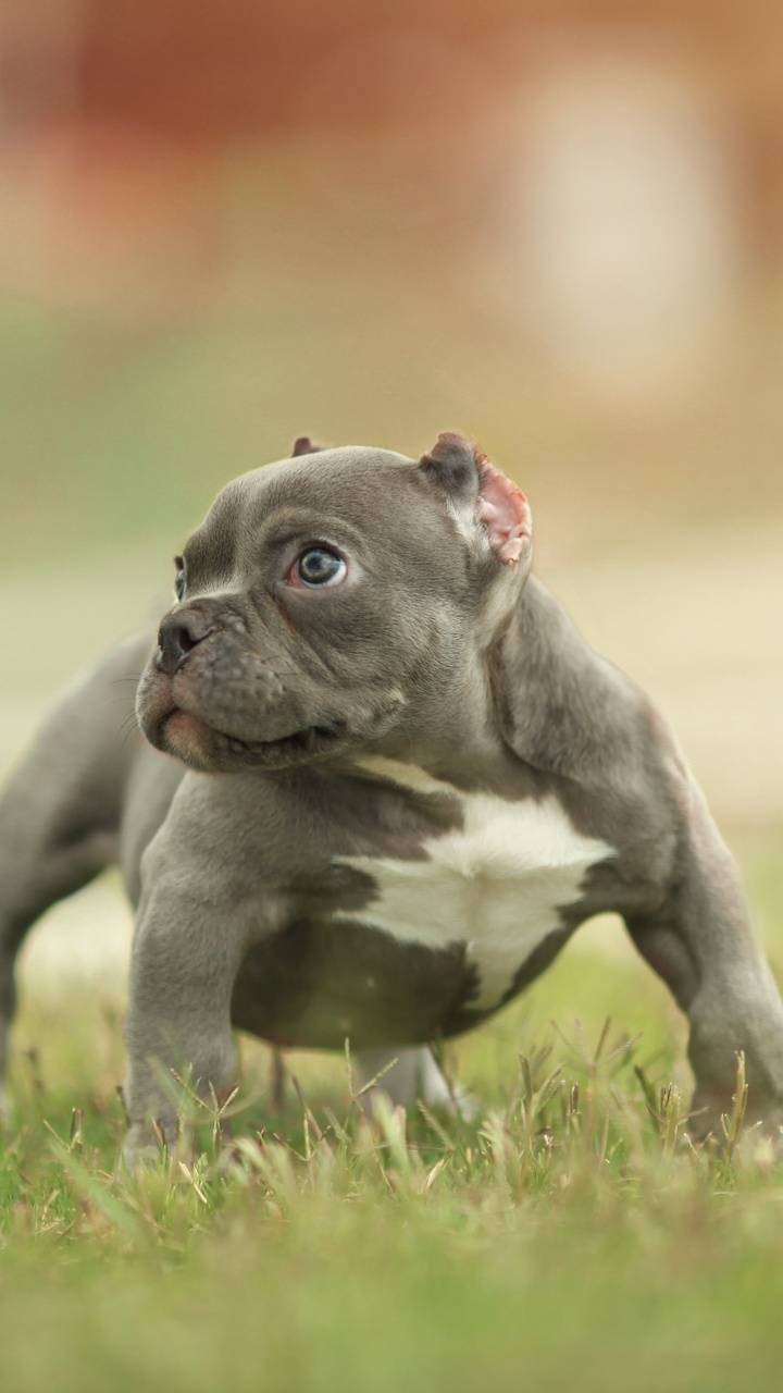Pitbull Puppy wallpaper