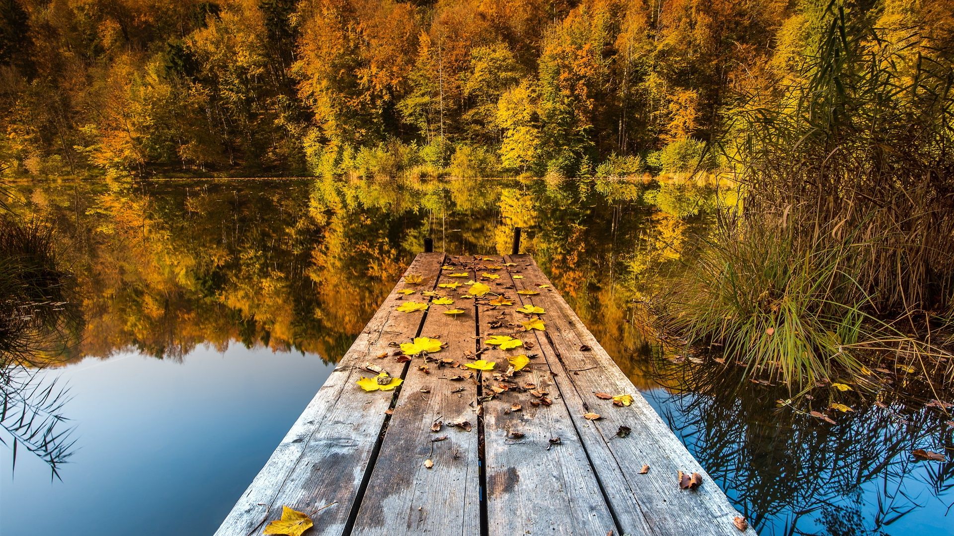 Wallpaper Autumn lake, woods and deciduous 2560x1600 HD Picture, Image