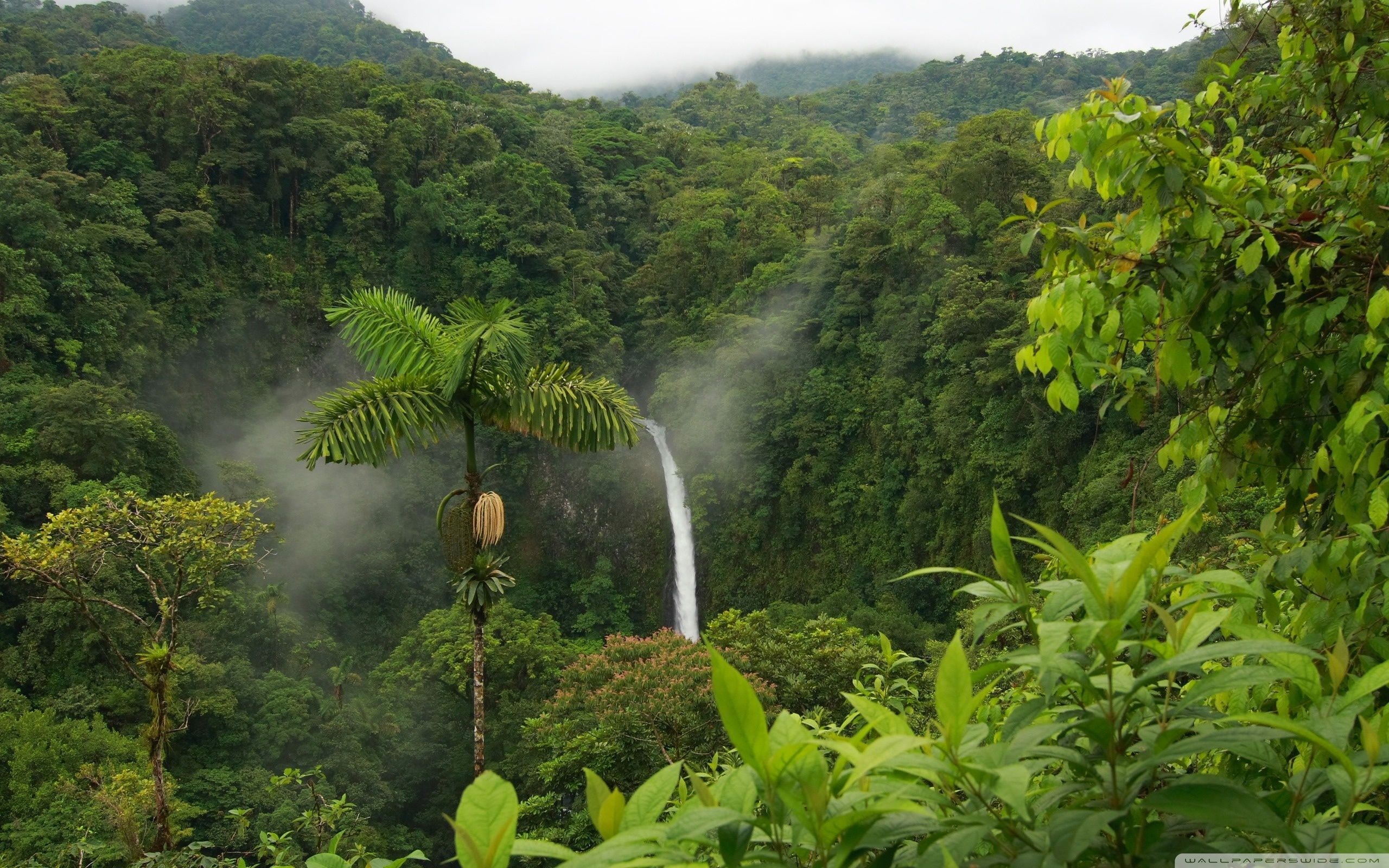 rainforest wallpaper widescreen