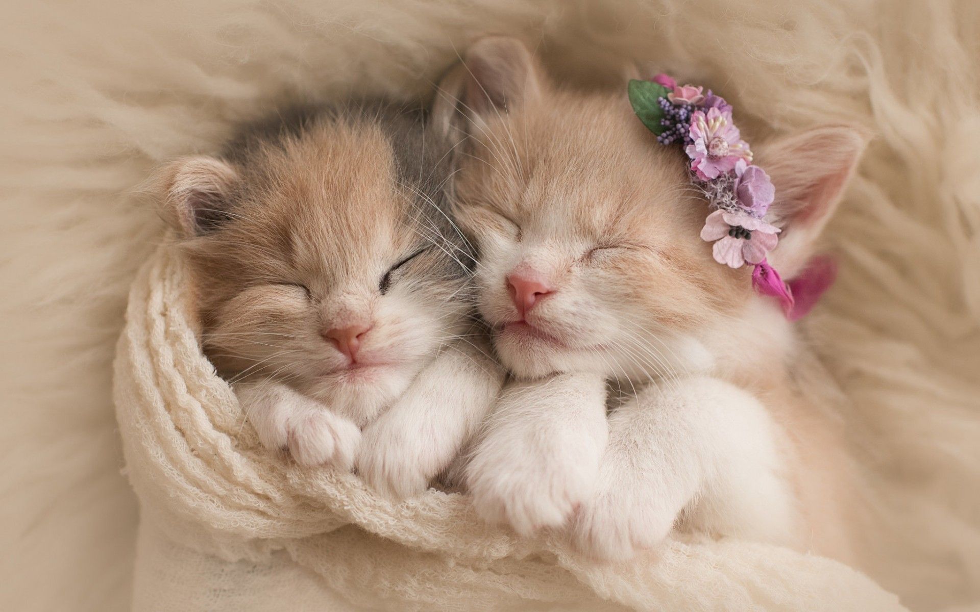 Wallpaper Cute kittens, Adorable, HD, Animals,. Wallpaper for iPhone, Android, Mobile and Desktop