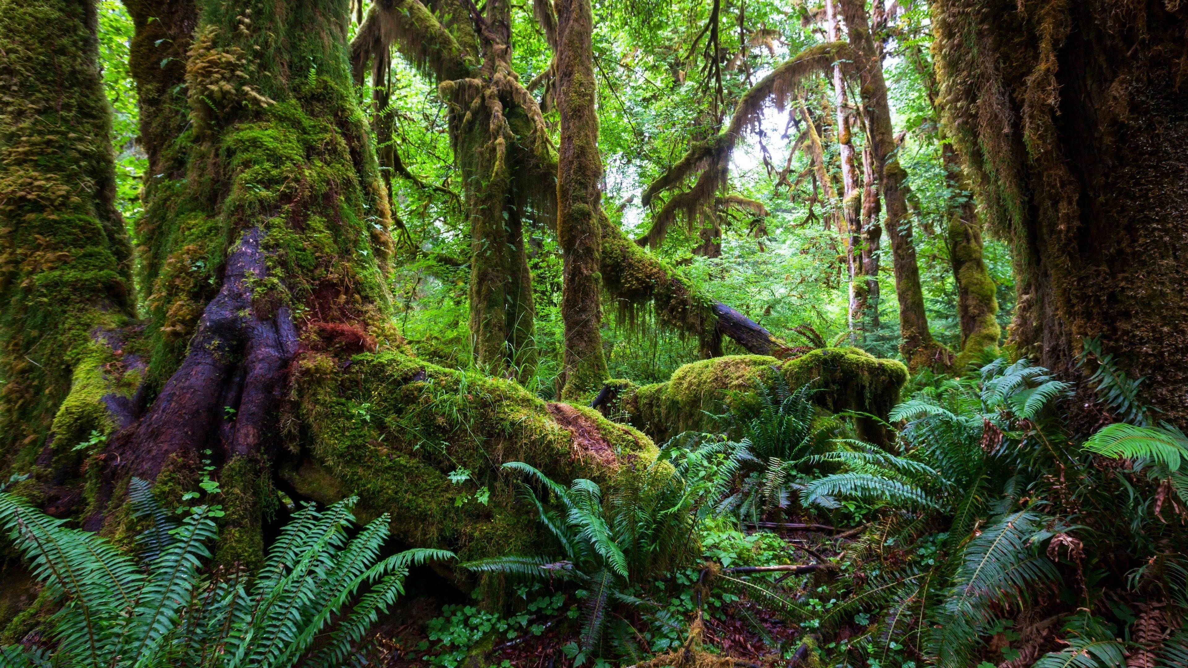 Misty jungle rainforest in the morning Tropical forest with sun rays and  fog Nature landscape wallpaper background Stock Photo  Adobe Stock