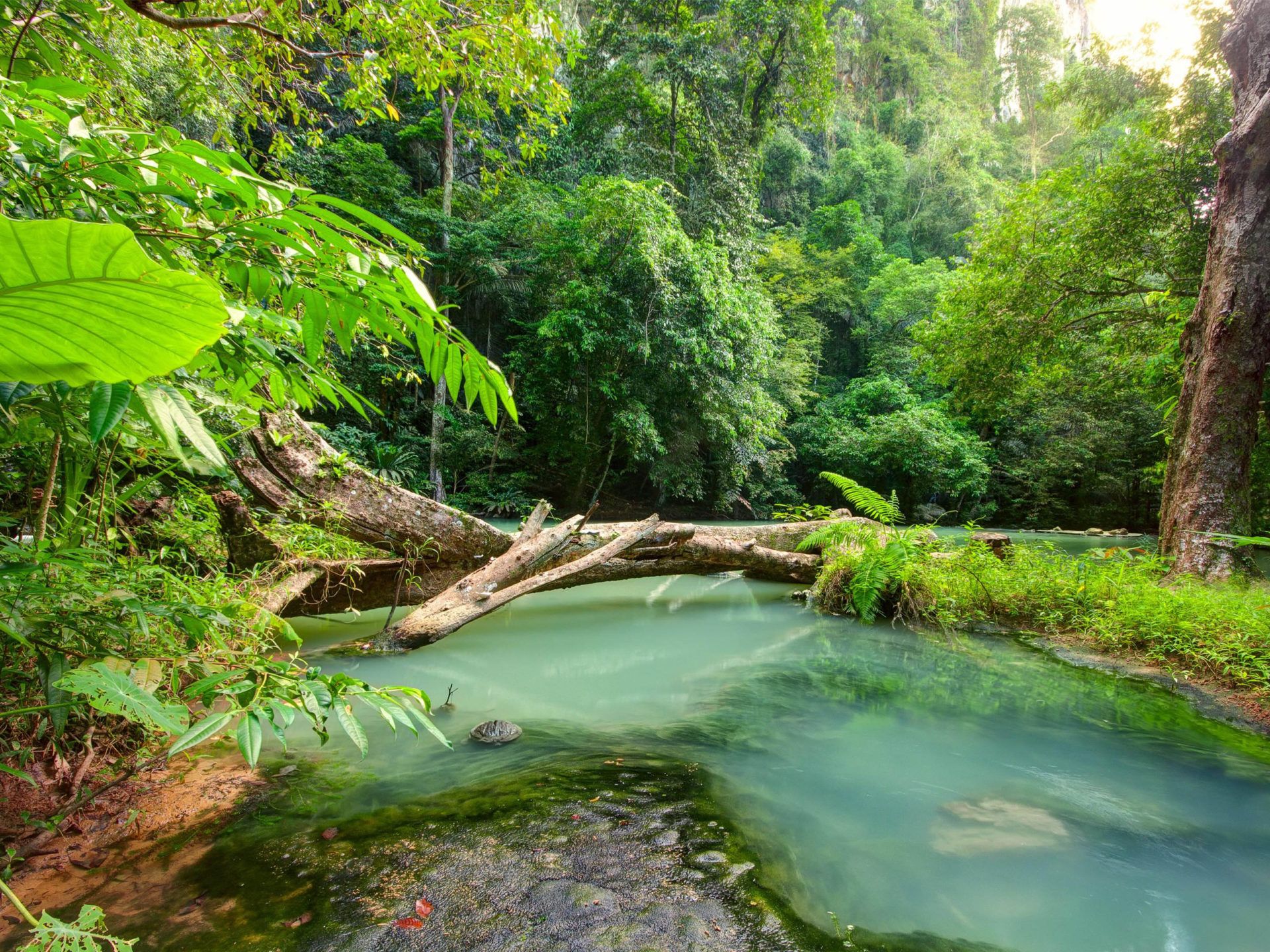 Tropical Landscape Blue River In The Jungle Fallen Wood Rain Forest Ultra HD 4k Resolution Wallpaper 3840x2400, Wallpaper13.com