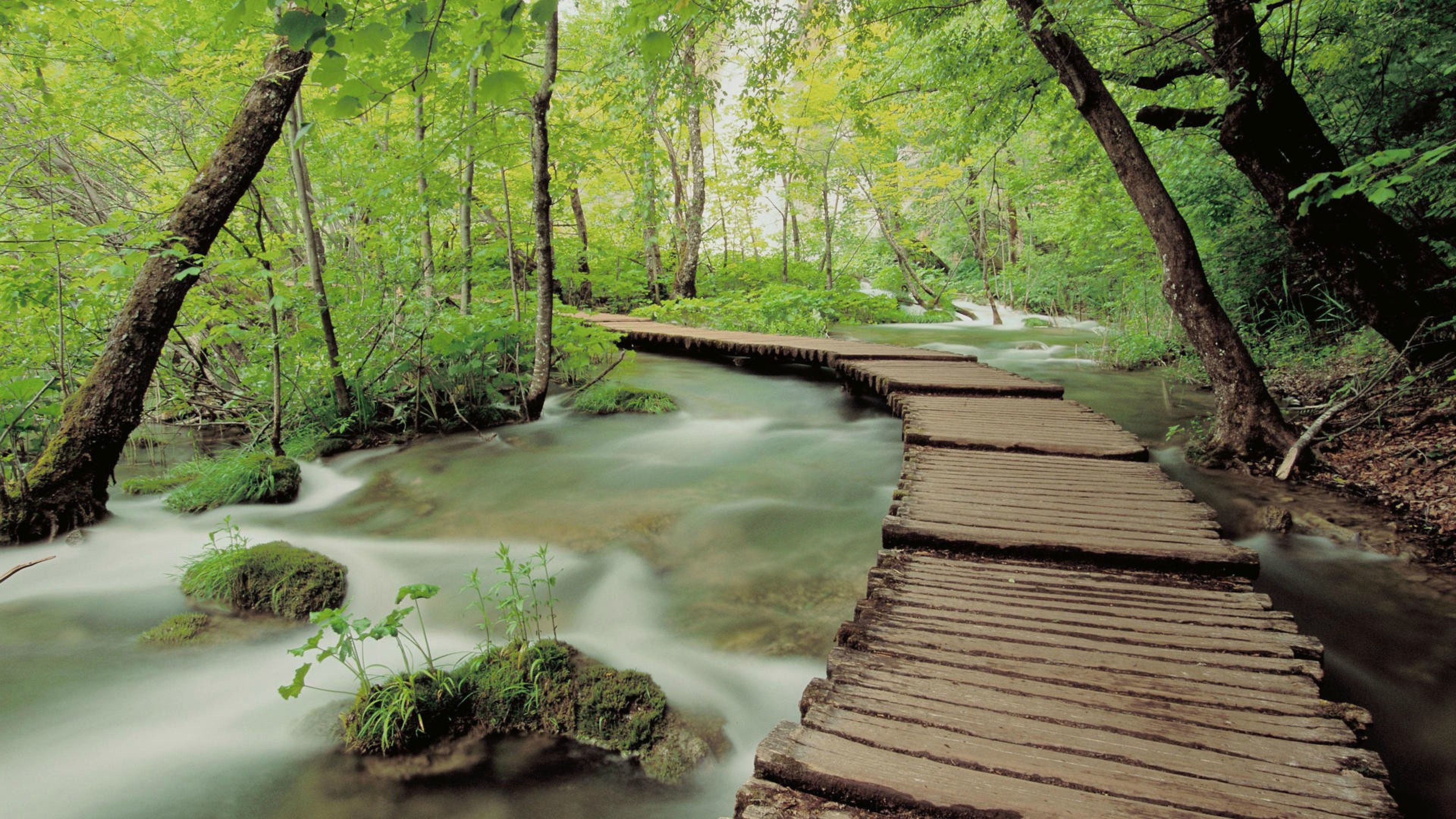 Rainforest Walk 4K Ultra HD