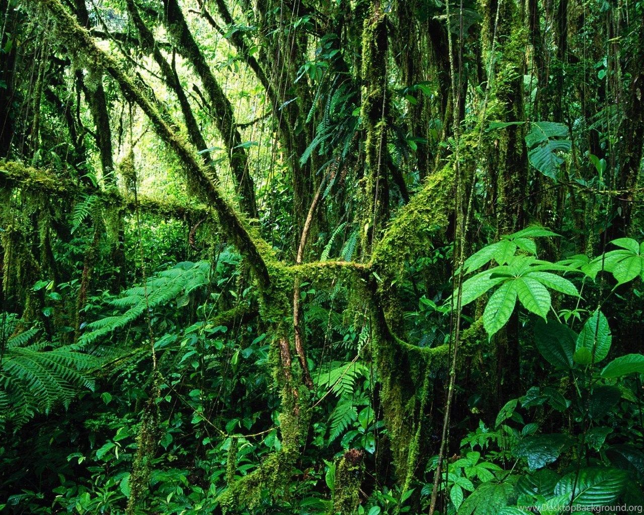 Amazon Rainforest Wallpaper HD Desktop Background