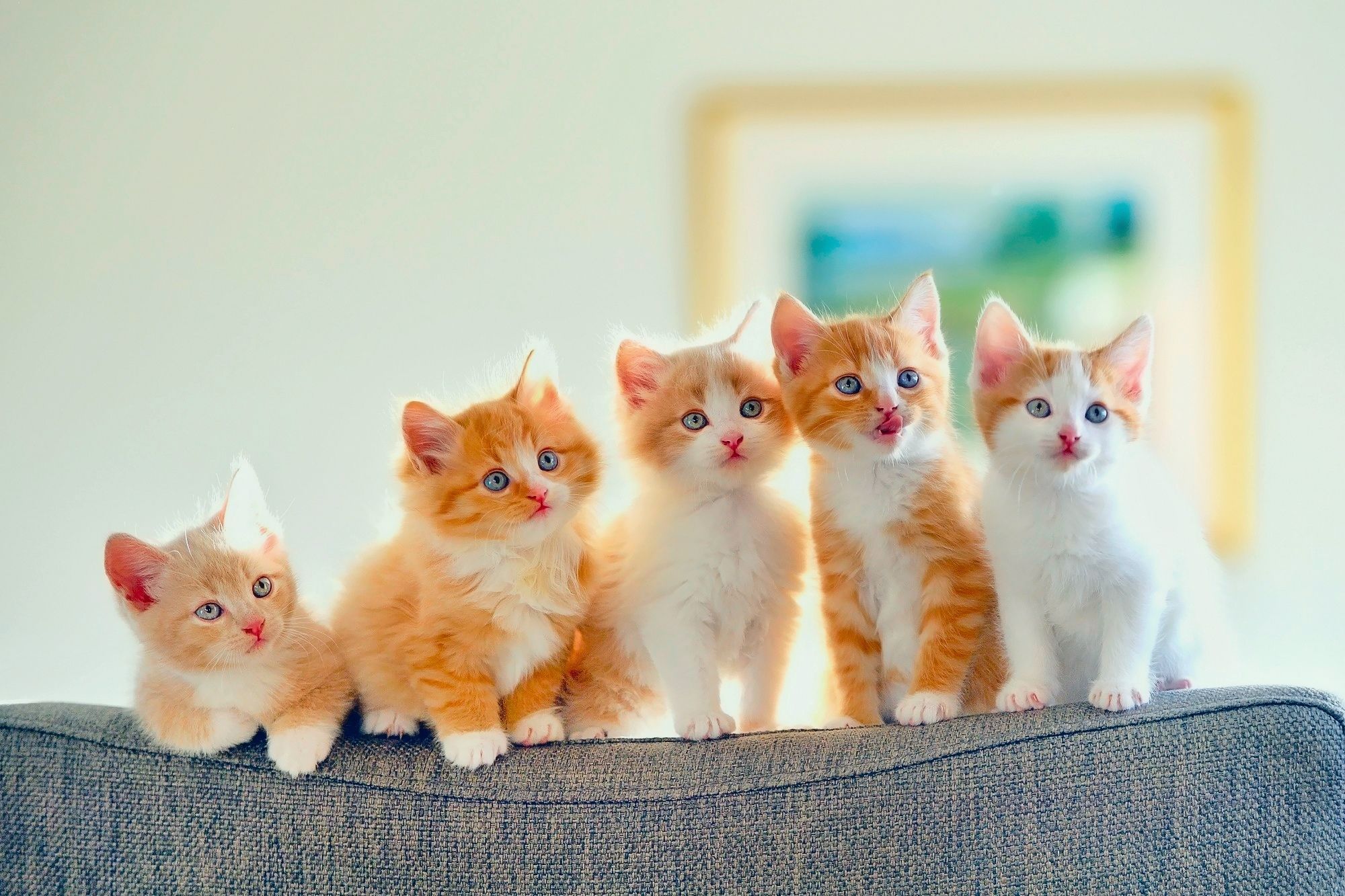 Wallpaper Kittens