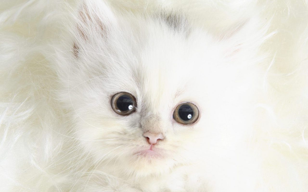 Cute Kitten Background White Cat Wallpaper & Background Download
