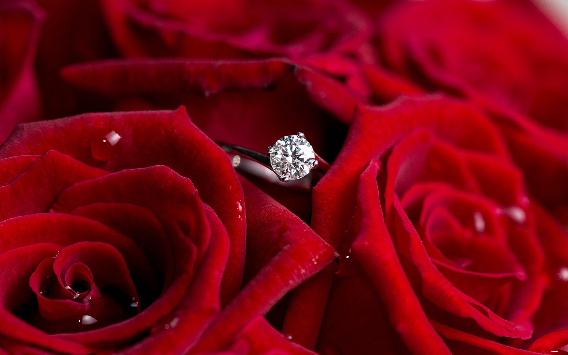 Diamond ring red roses wallpaperx1200