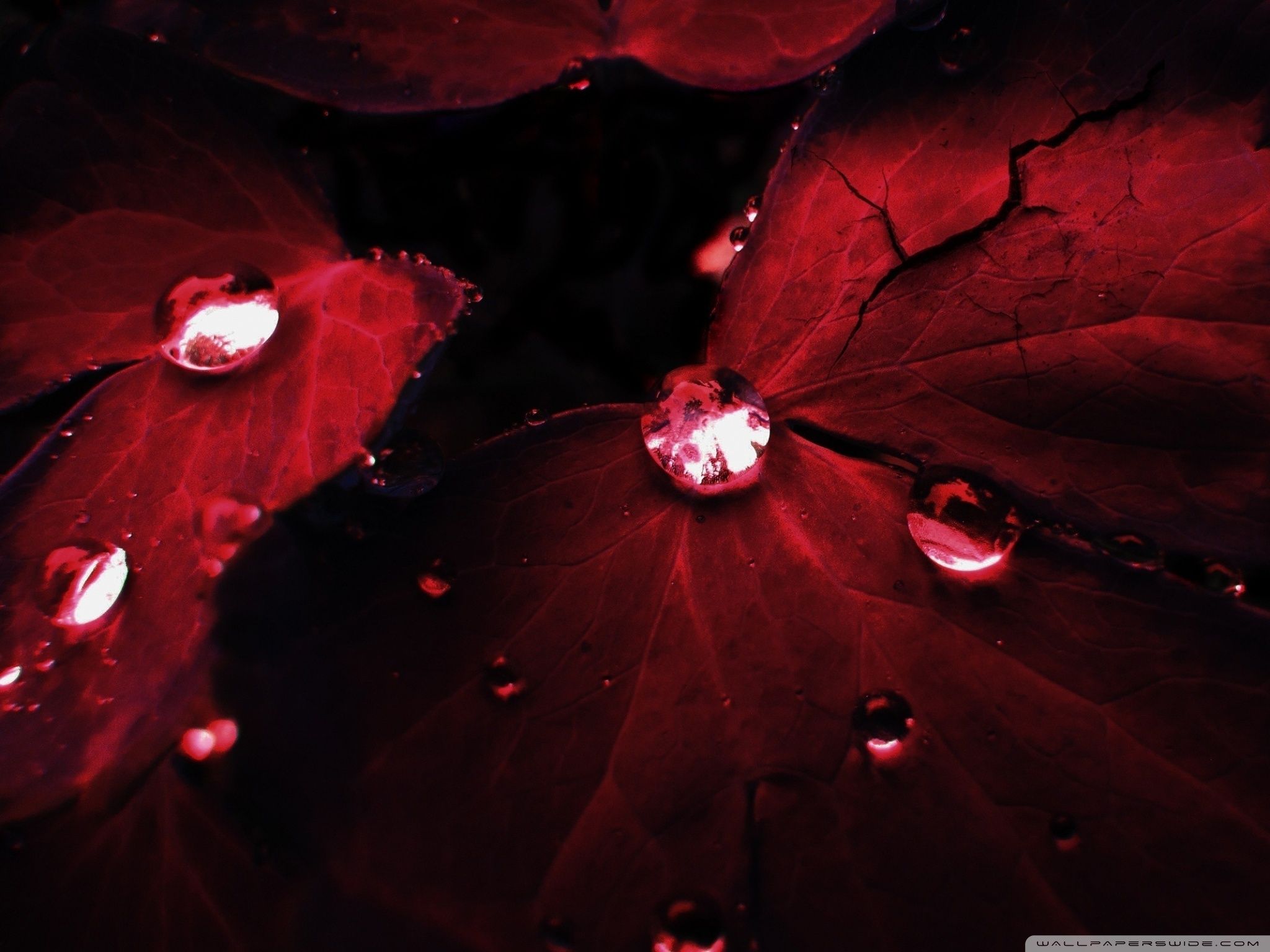 Red Leaves Macro Ultra HD Desktop Background Wallpaper for 4K UHD TV, Tablet