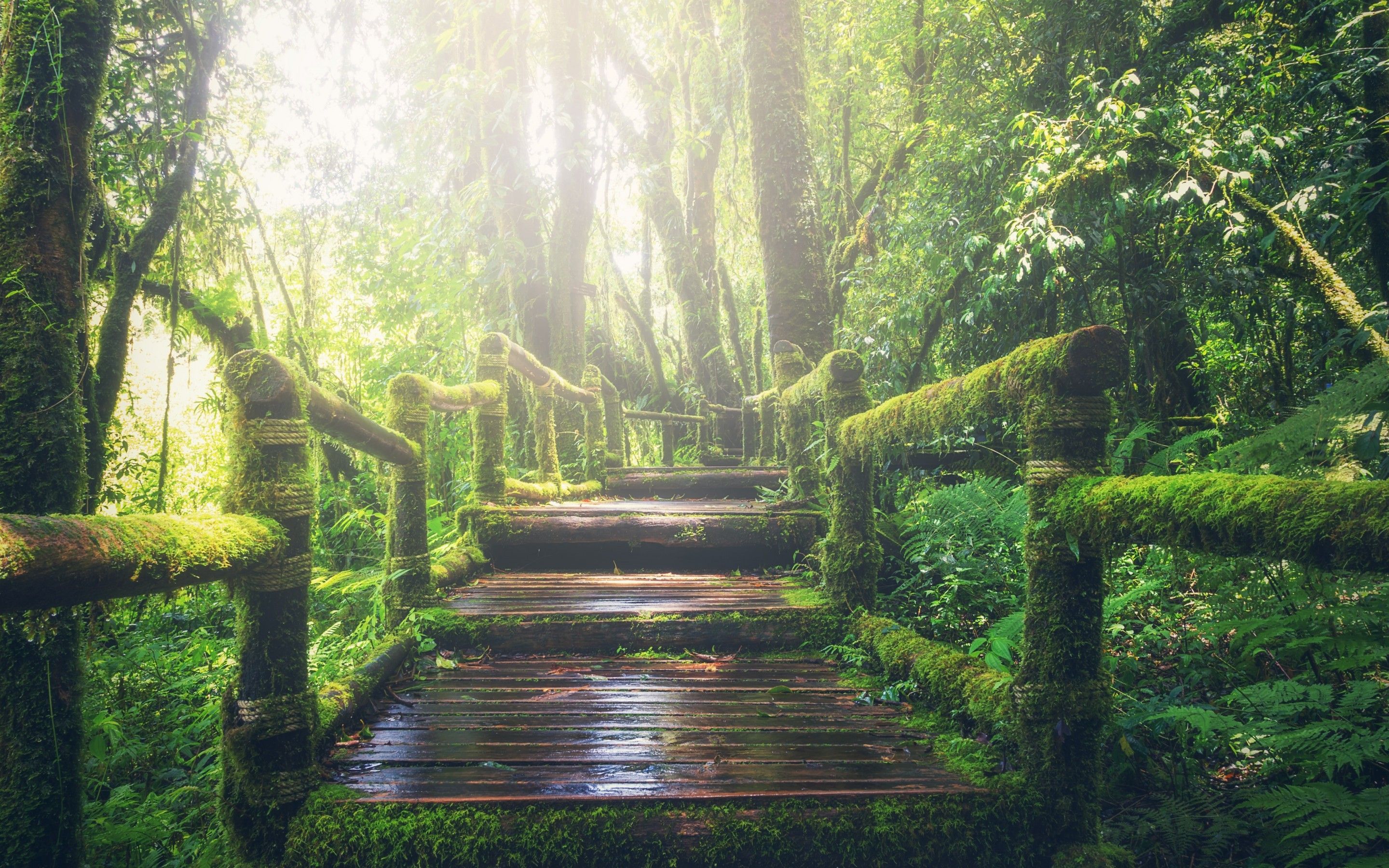 Rainforest 4K Wallpaper, Wooden bridge, Daylight, Footpath, Green, Forest, 5K, Nature