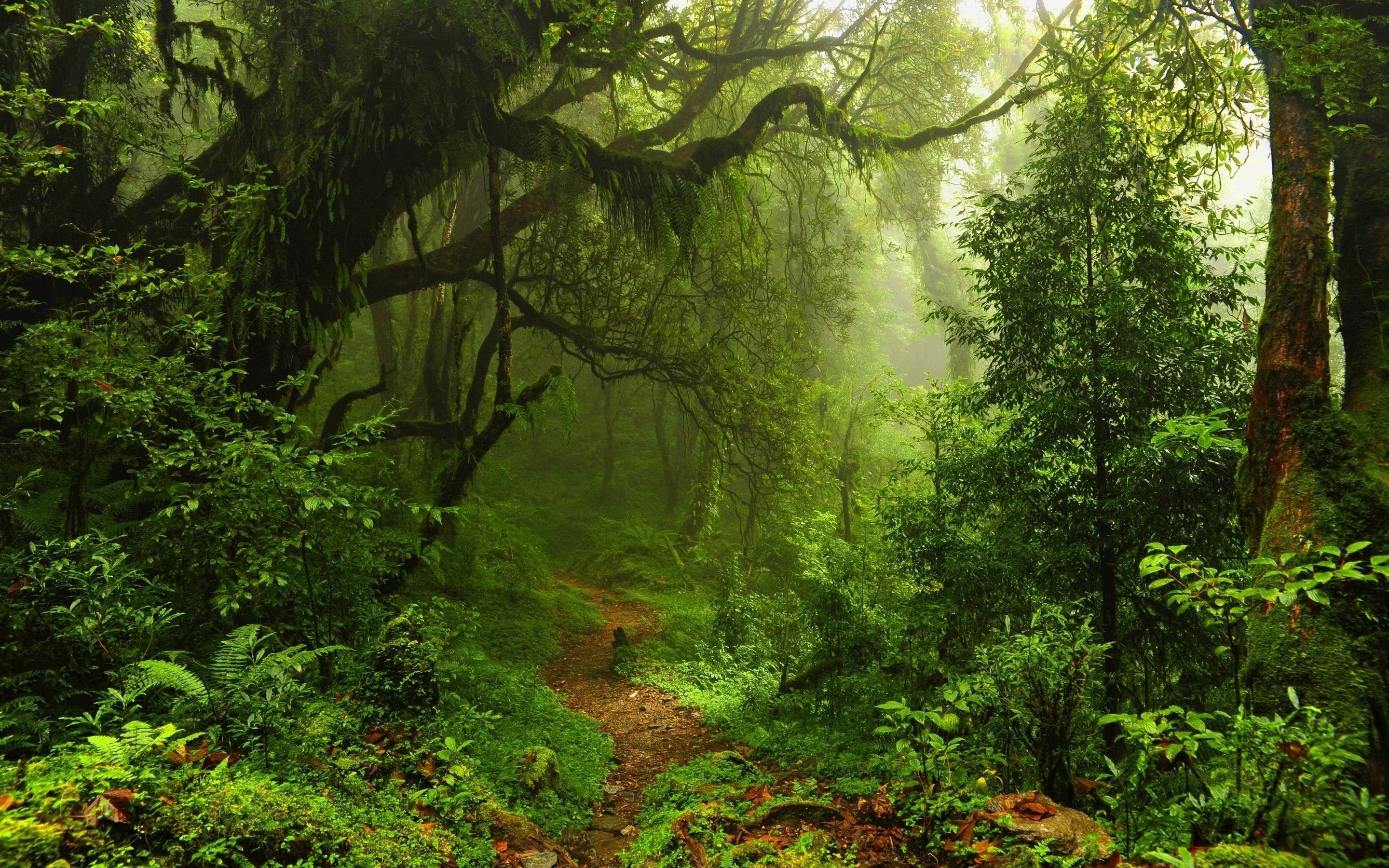 nature, Trees, Forest, Leaves, Lianas, Mist, Moss, Path, Plants ...