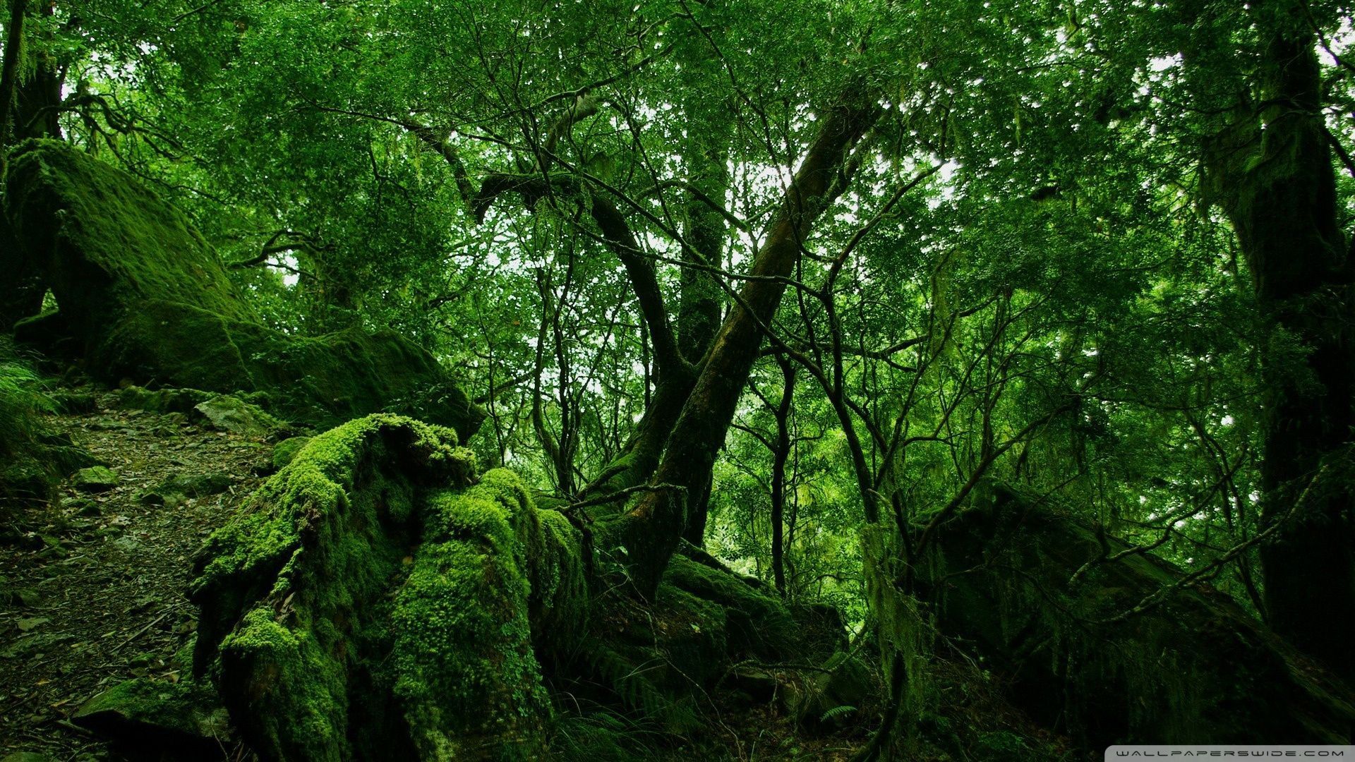 Dense Forest Wallpapers