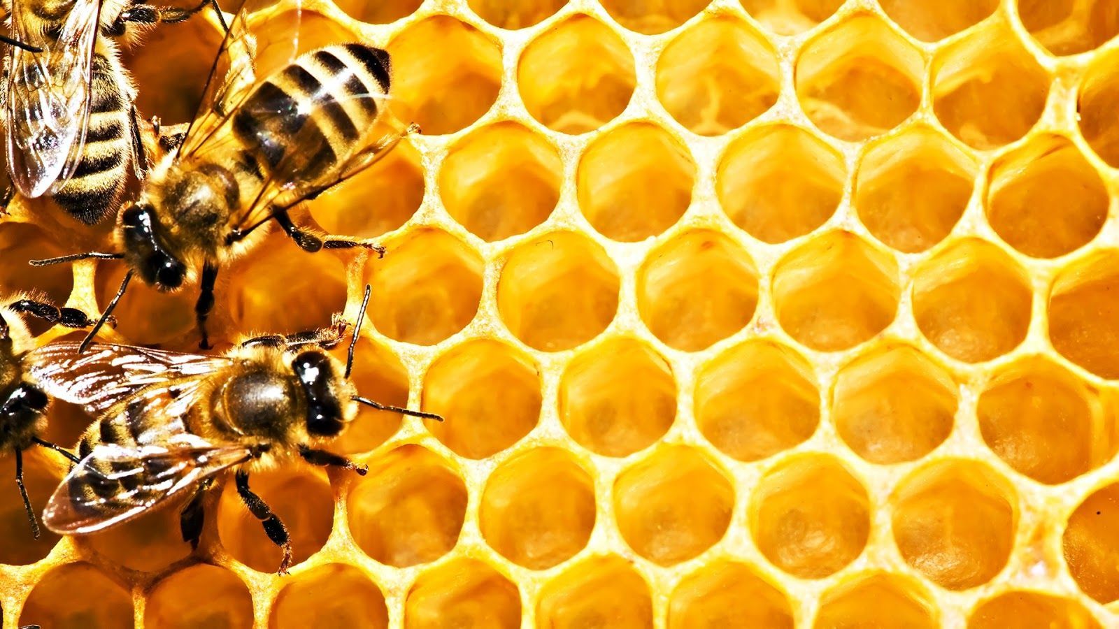 Beehive Wallpaper
