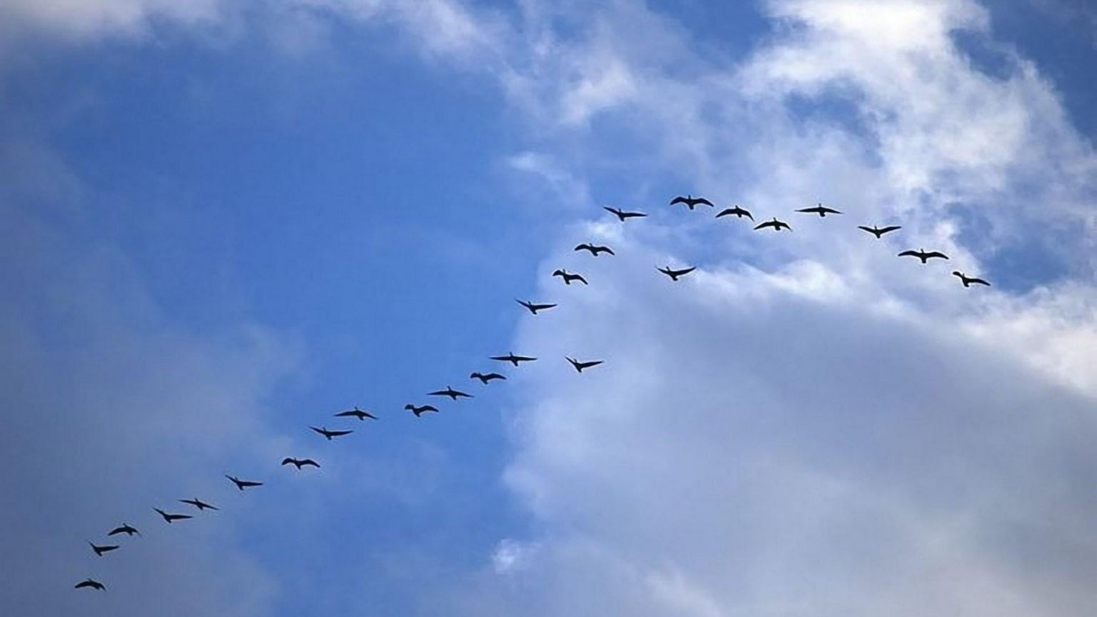 Free download Flying Birds Wallpaper HD wallpaper n Clip Art Library [1920x1200] for your Desktop, Mobile & Tablet. Explore Flying Birds Wallpaper. Birds Flying Wallpaper, Flying Birds Wallpaper, Flying Scotsman Wallpaper