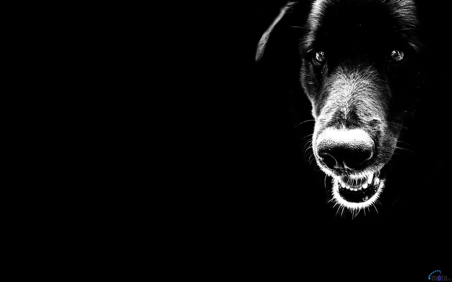 Wallpaper, animated, image, search, dog