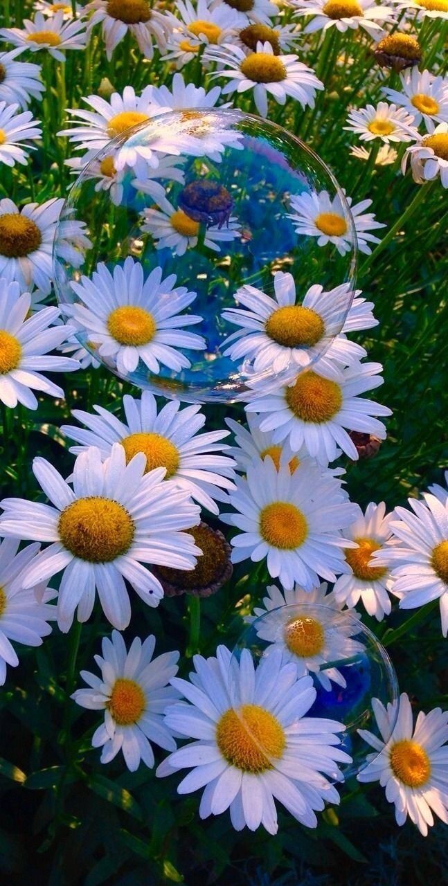 List of Cool Vans Wallpaper for Android Phone Today by romanticbeauty.tumblr.com. Wallpaper achtergronden, Tumblr achtergronden, Achtergronden