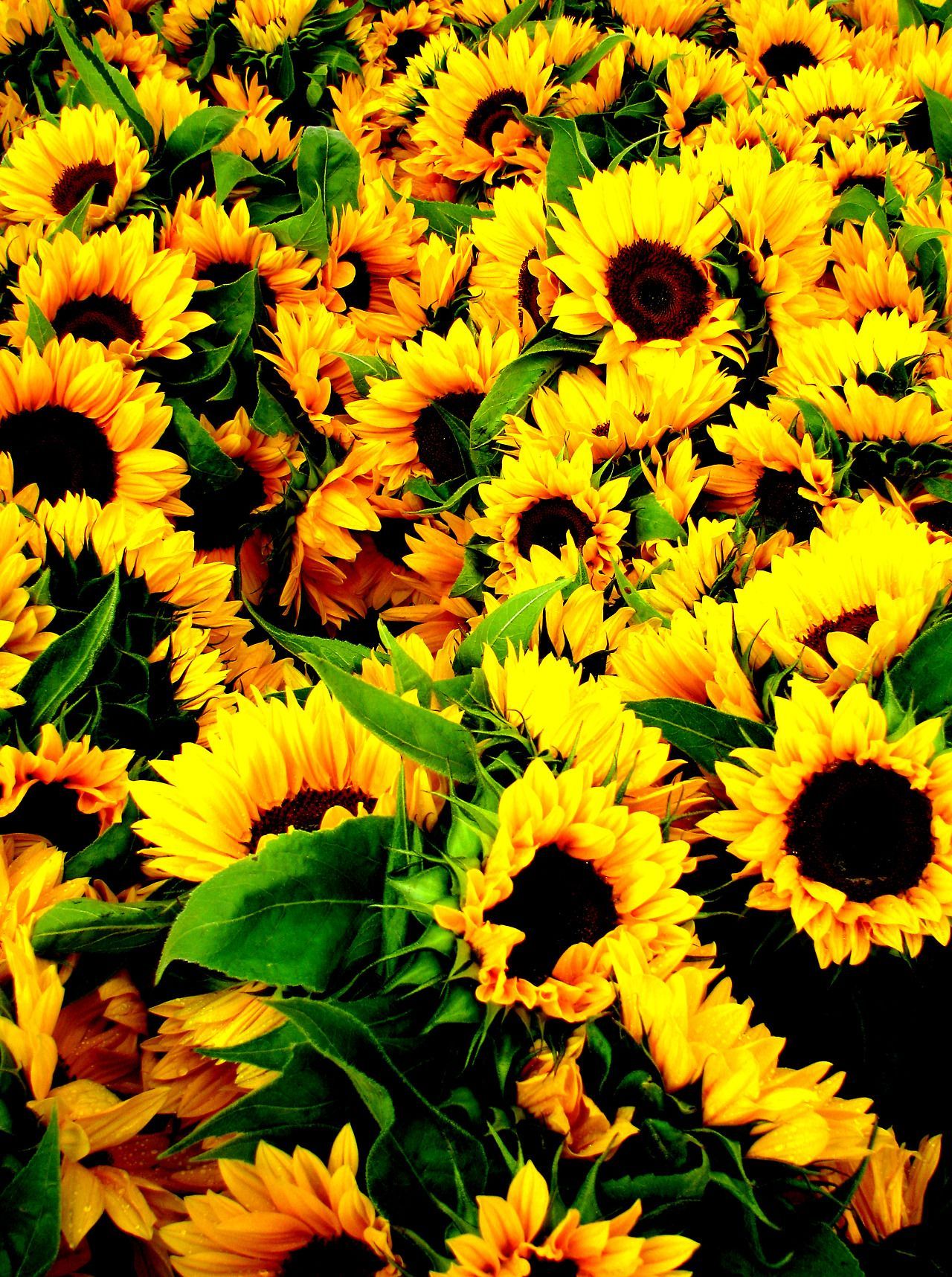 Nature. Sunflowers background, Sunflower wallpaper, Sunflowers and roses