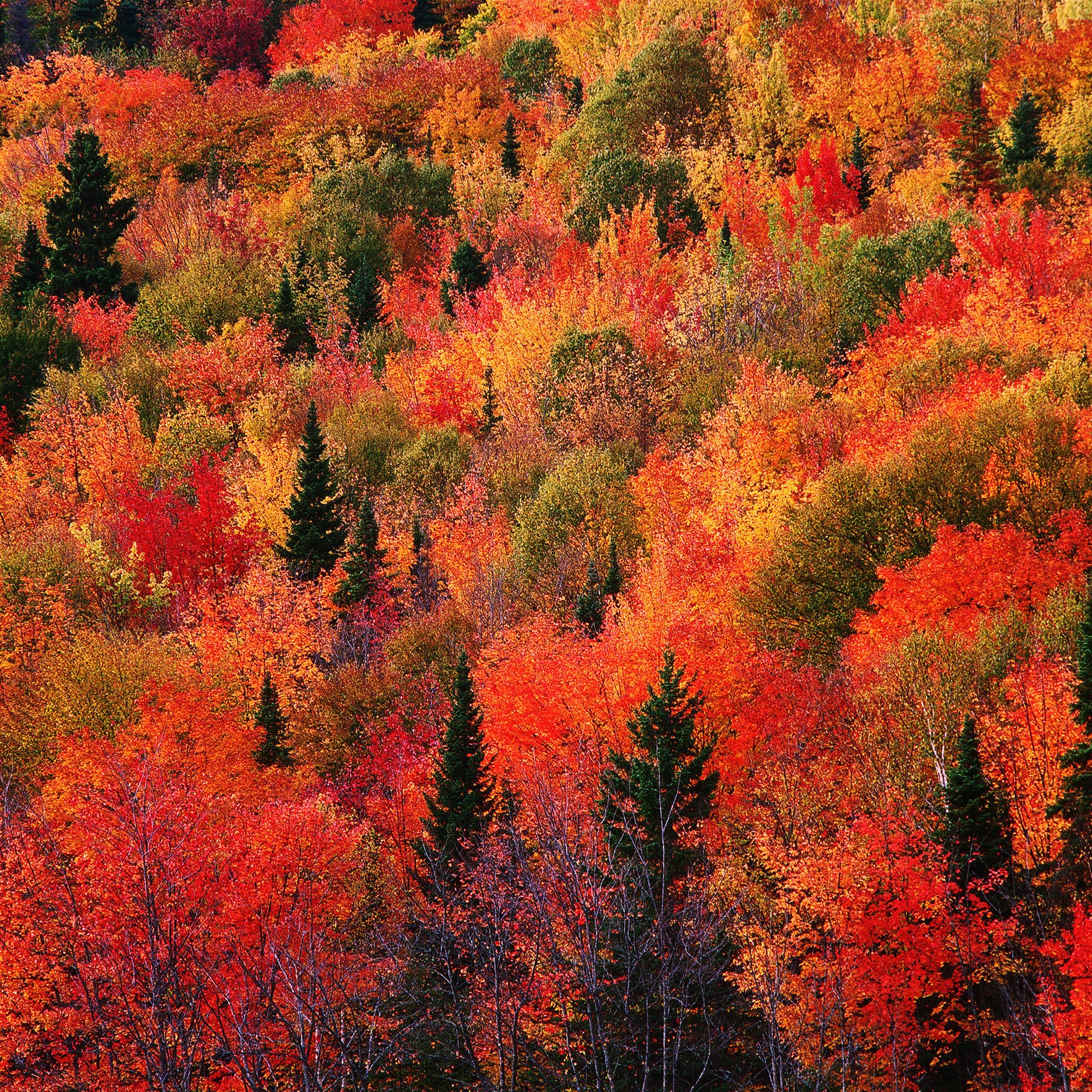 Fall Mountain Red 9 (2524×2524). New England Fall Foliage, Fall Wallpaper, Fall Picture