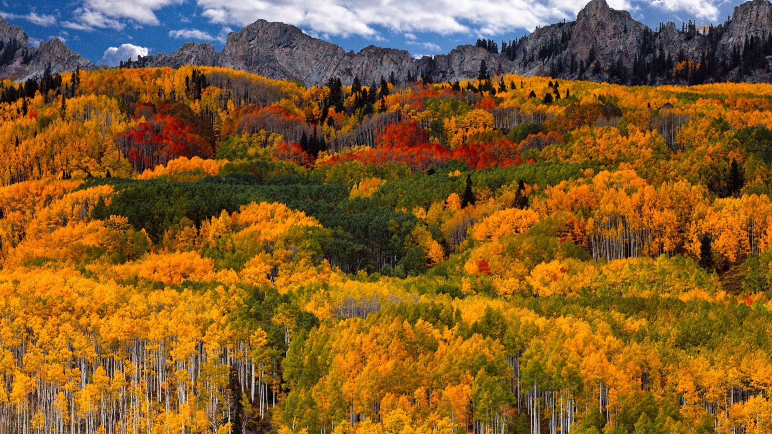 A colorful forest in mountain