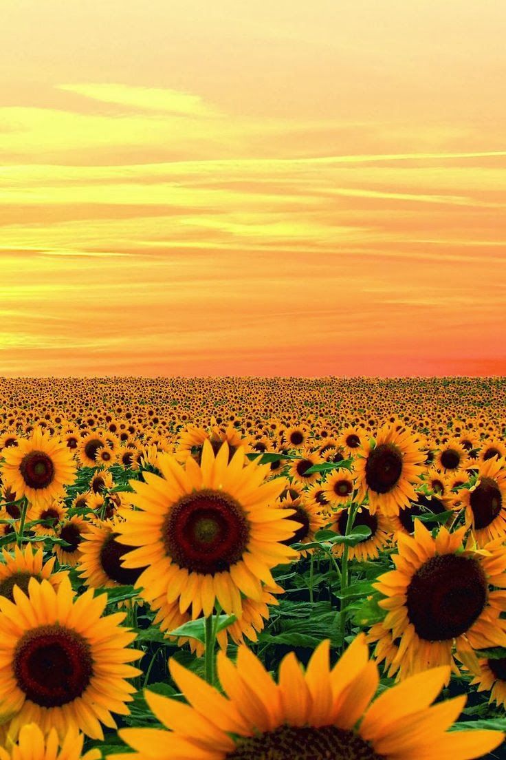 Free download 25 best ideas about Sunflower fields Van [736x1104] for your Desktop, Mobile & Tablet. Explore Field Of Sunflowers Wallpaper. Field Of Sunflowers Wallpaper, Field of Sunflowers Wallpaper