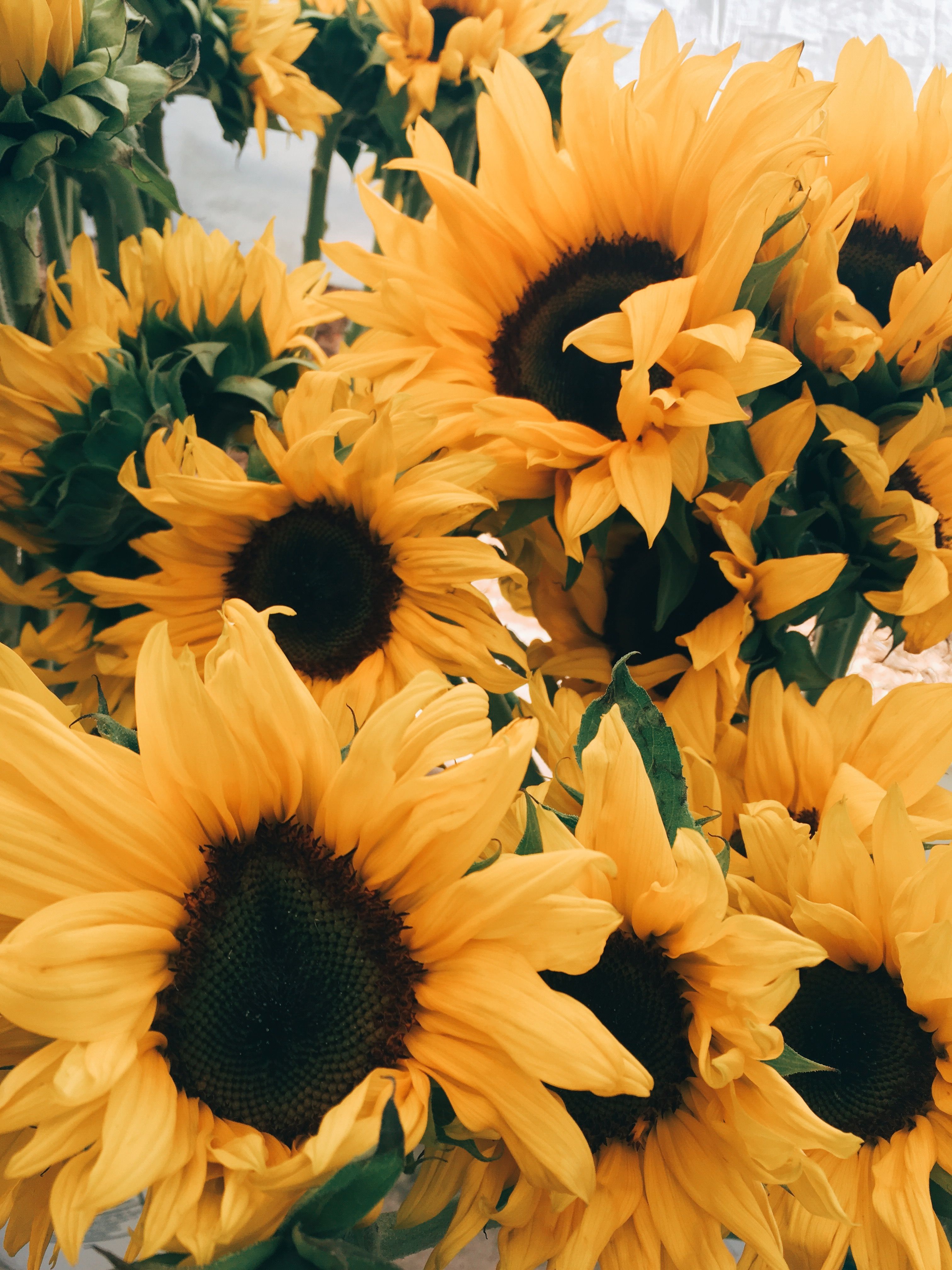 Photo creds: ʙᴀʏʟᴇᴇ ʙɪᴛᴛᴇʀ. Sunflower wallpaper, Sunflowers background, Sunflower picture