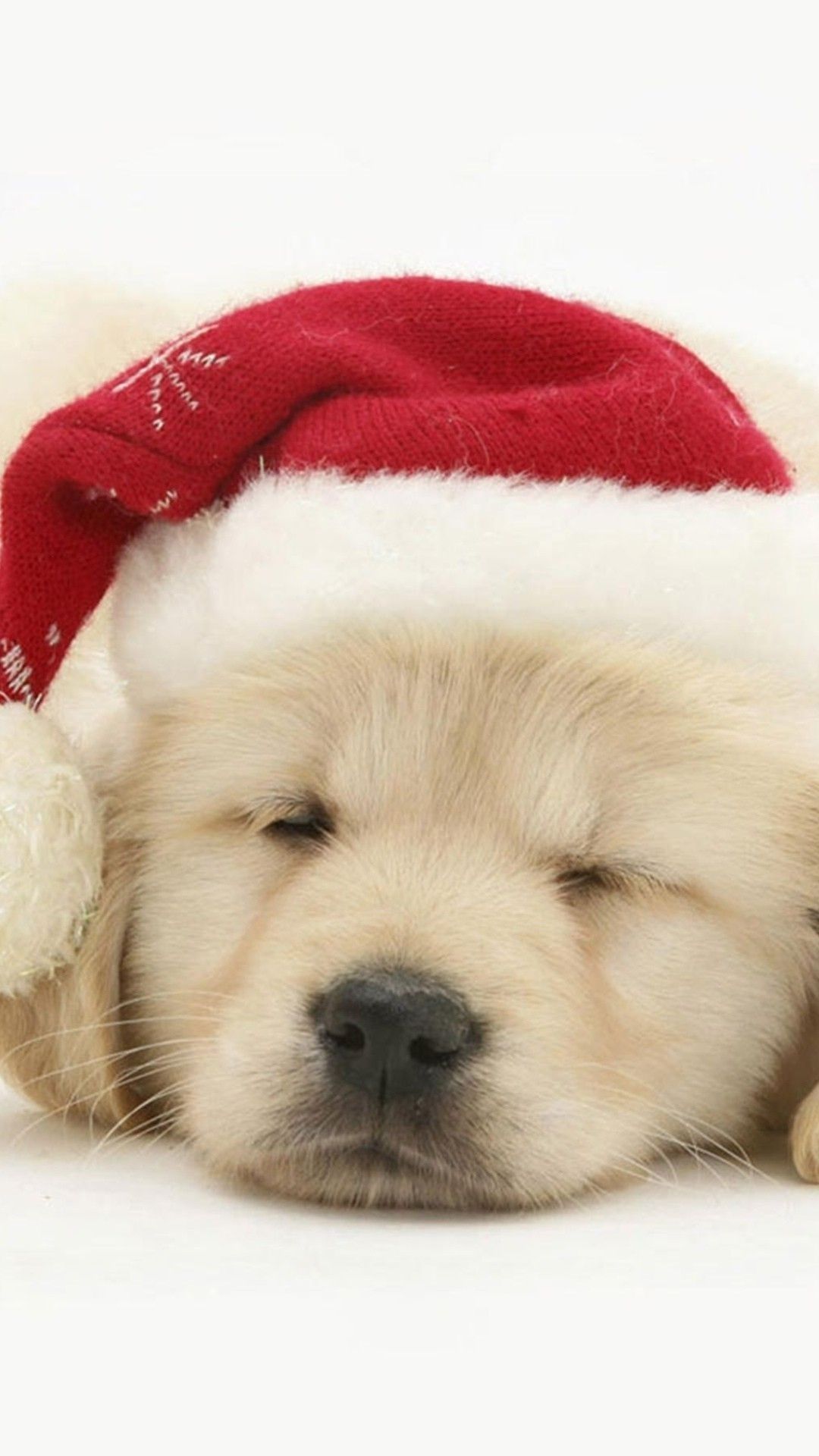 Greatest Christmas Dog Wallpaper iPhone Christmas Picture Of Dogs Wallpaper & Background Download