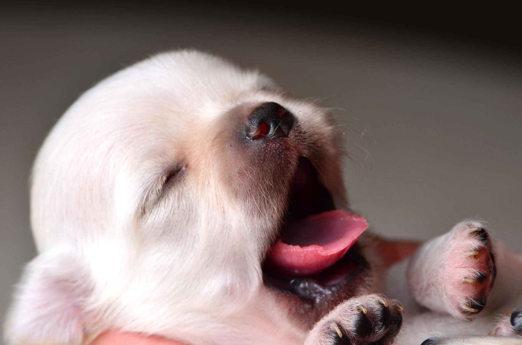 Wallpaper of Dogs