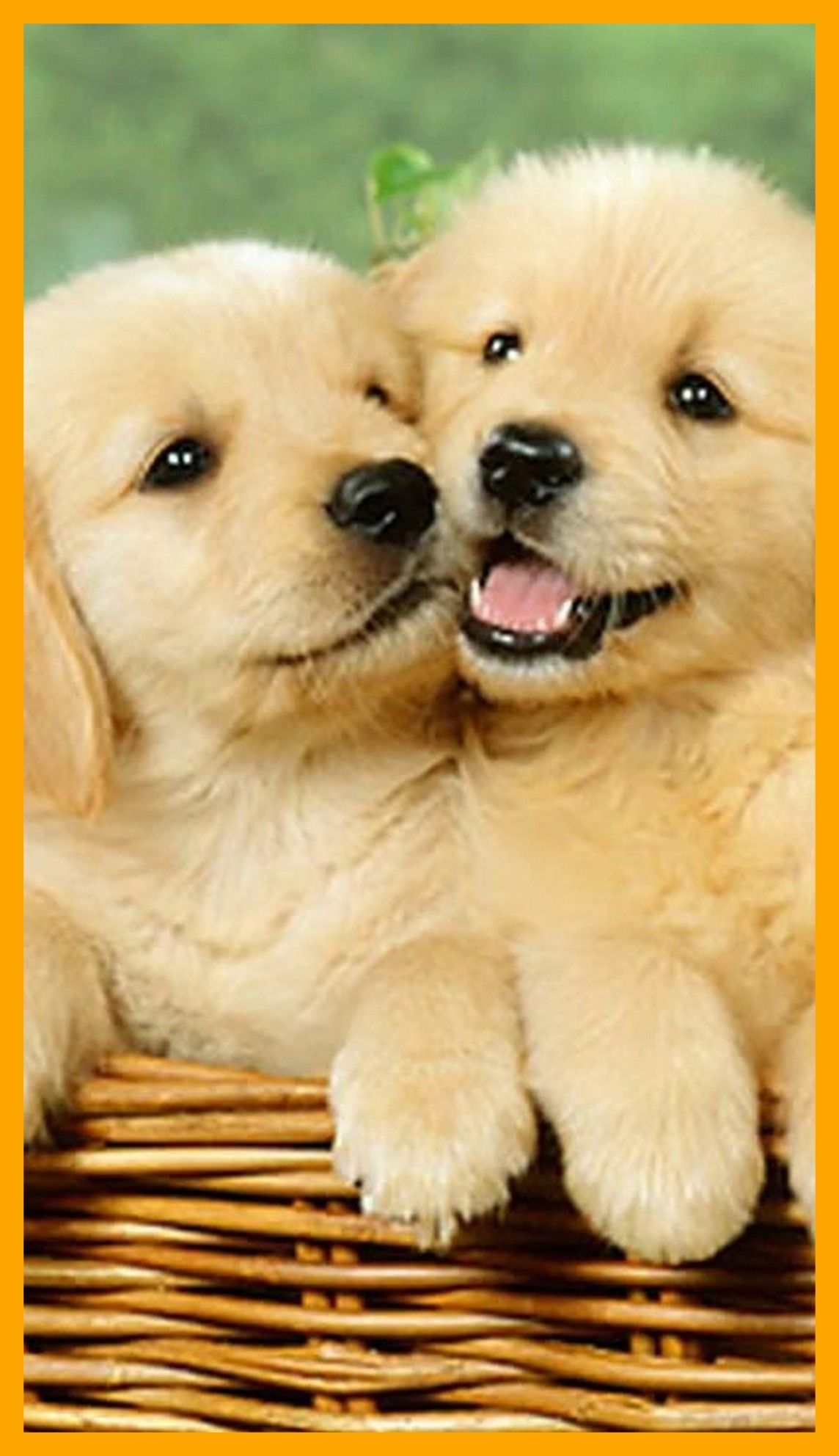 Dogs Picture Wallpaper