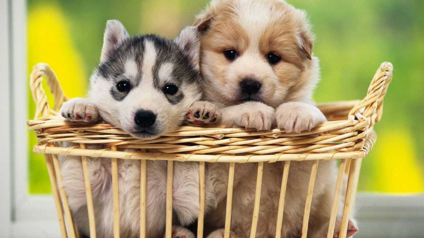 Free download Cute Dogs Wallpaper Download Cute Dogs Wallpaper for Desktop [1440x900] for your Desktop, Mobile & Tablet. Explore Cute Puppies Wallpaper for Desktop. Cute Puppy Wallpaper, Cute Puppy Photo Wallpaper