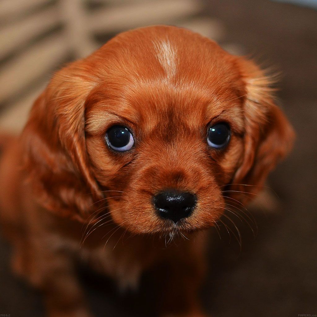 Cute Puppy Dog iPad Wallpaper Free Download