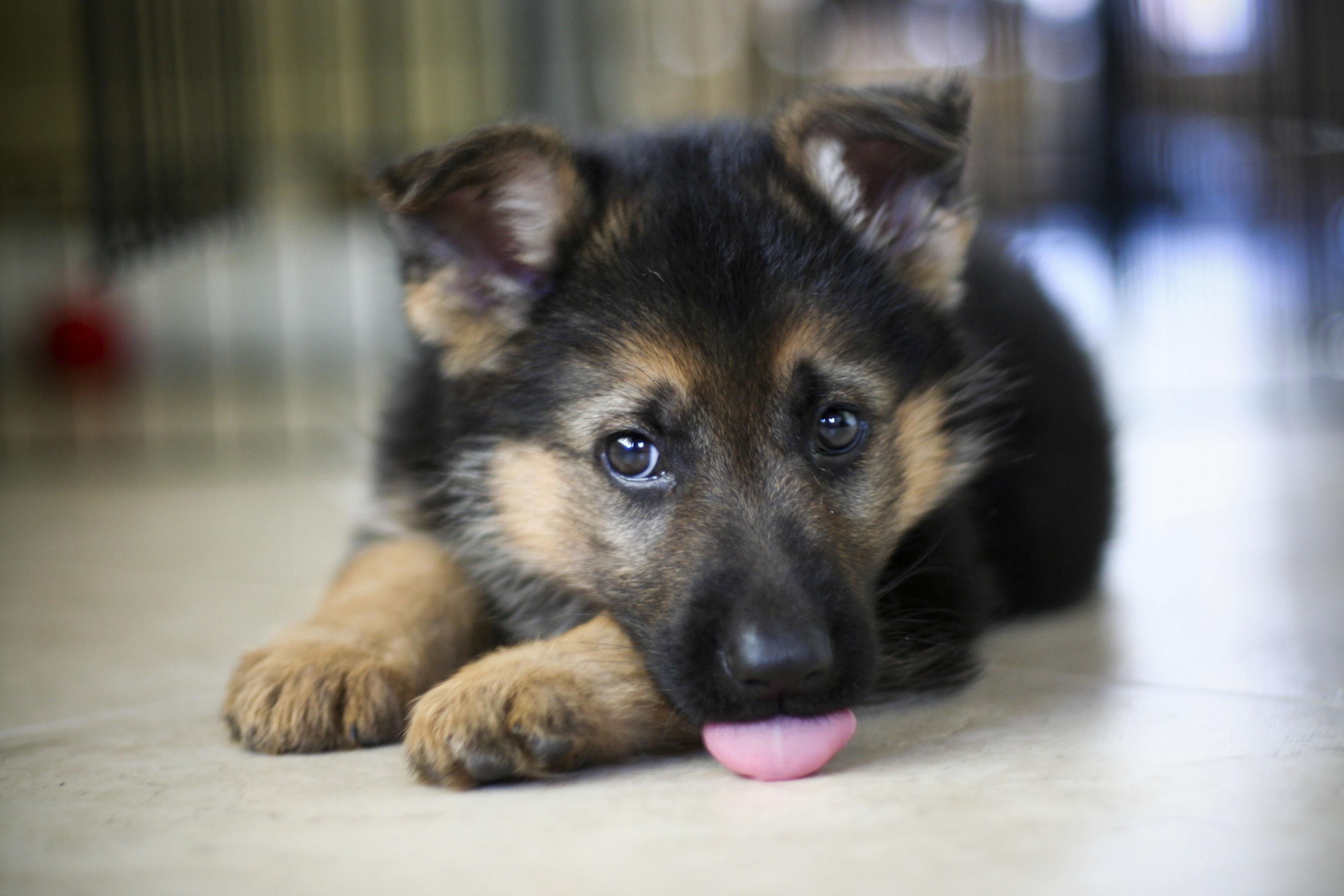 Dog wallpaper HD for Android