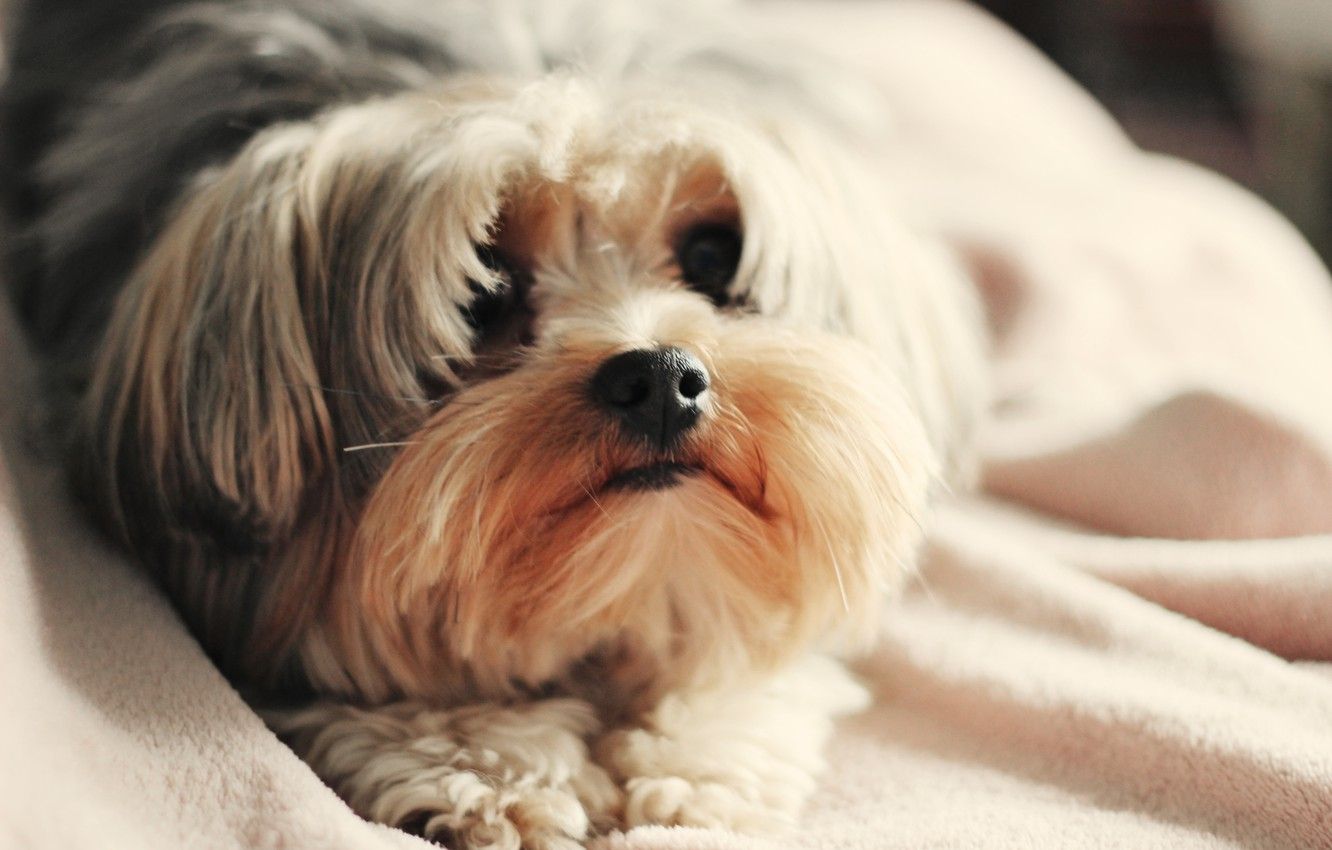 Wallpaper dogs, face, background, Wallpaper, dog, dog, wallpaper image for desktop, section собаки