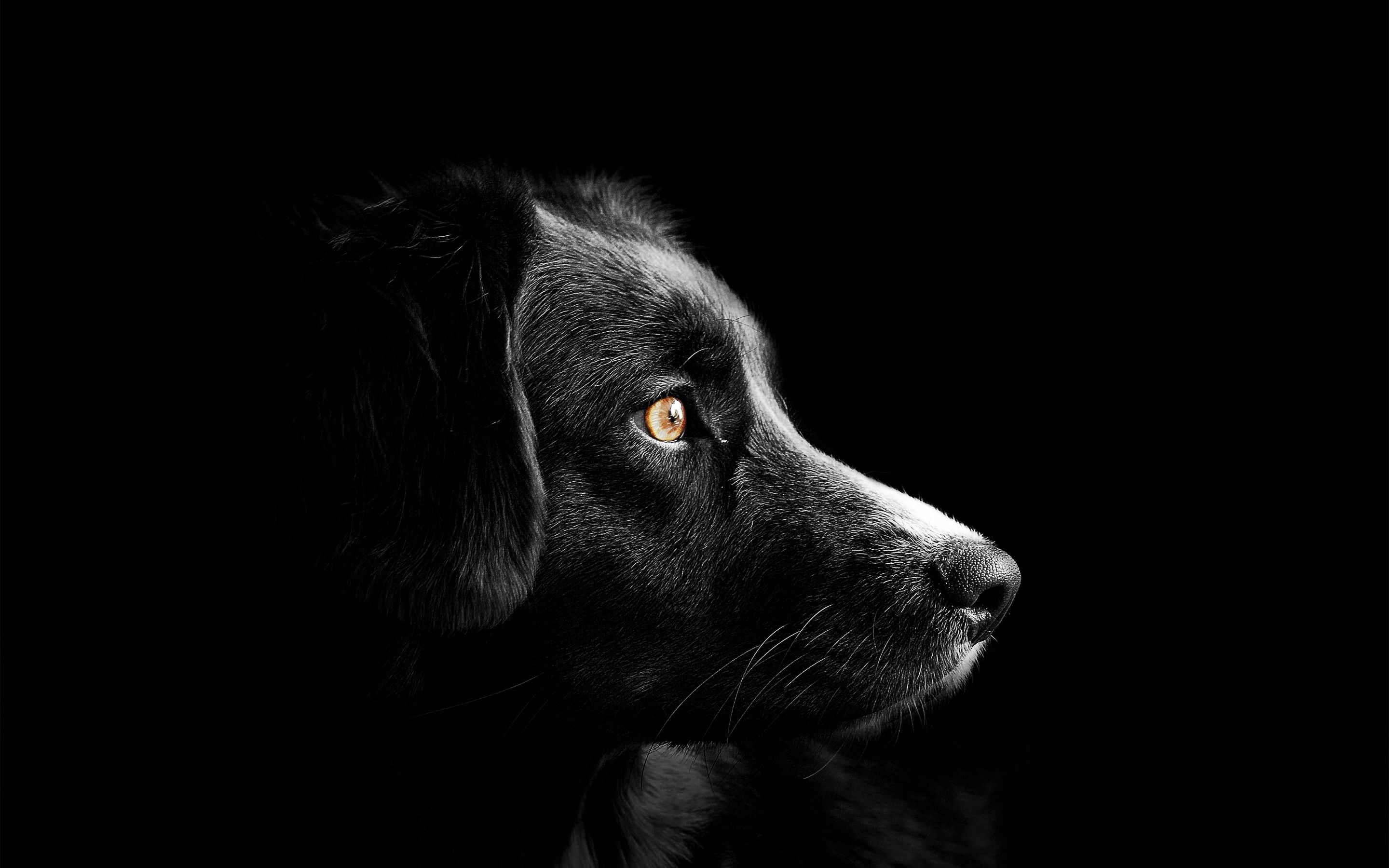 Black dog 4K Wallpaper, Cute puppies, Black background, Dark, AMOLED, 5K, Animals