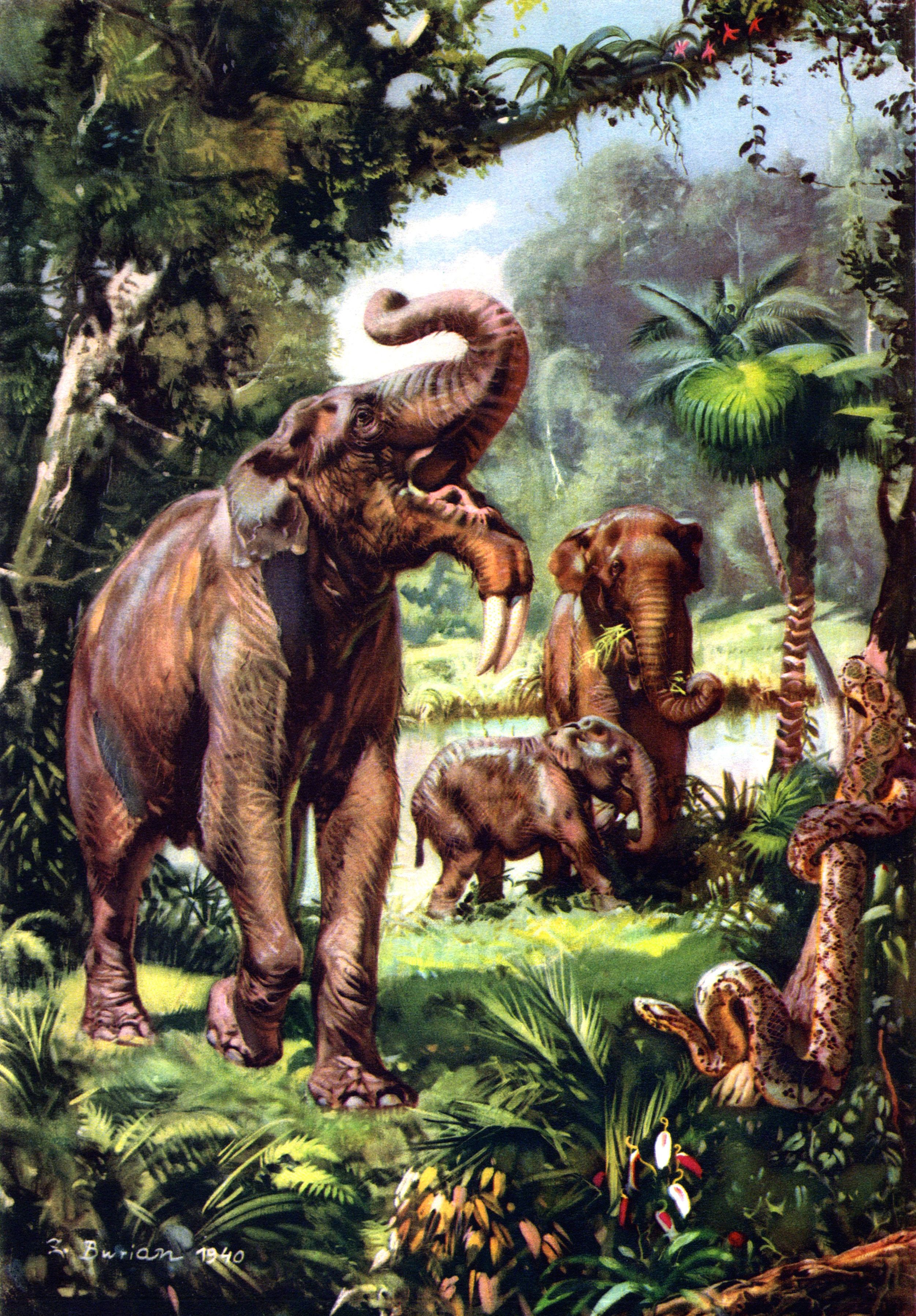 Animal Drawings Wallpapers - Wallpaper Cave