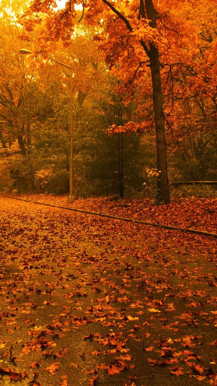 Free Amazing Fall Wallpaper Background For iPhone