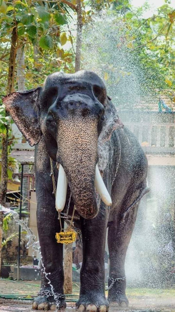 Kerala elephant wallpaper
