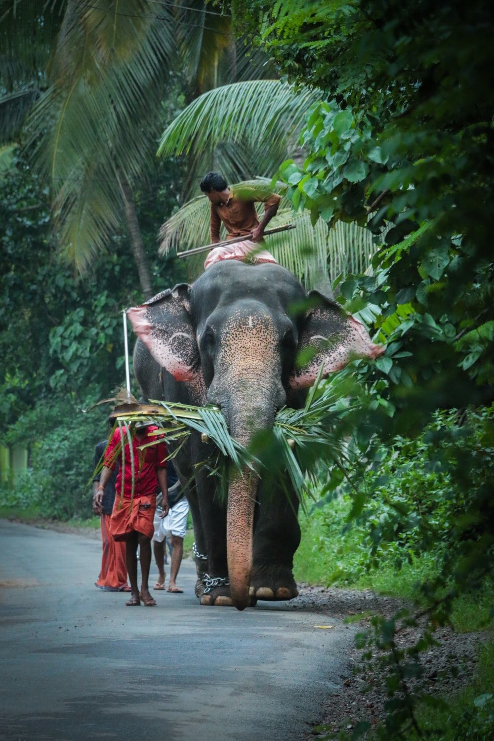 Kerala Elephant Picture. Download Free Image