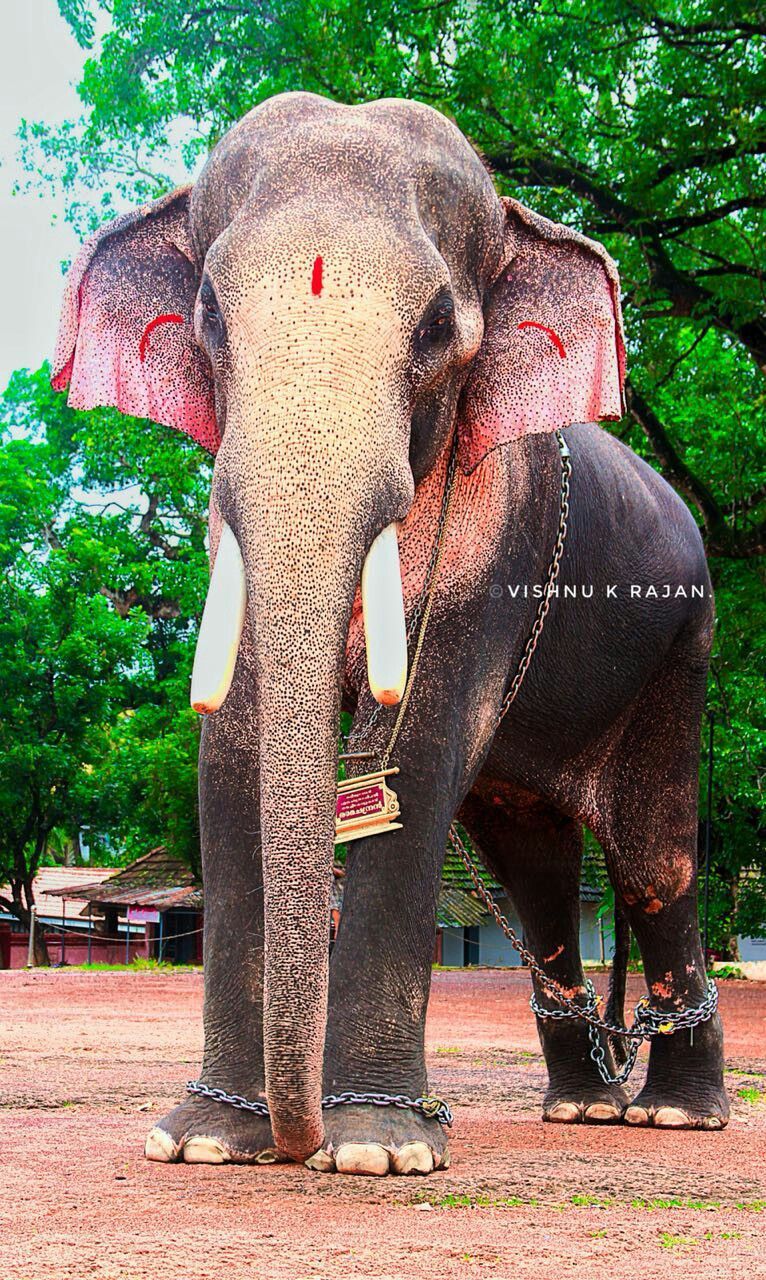 Painting. Elephant photography, Elephant image, Elephants photo