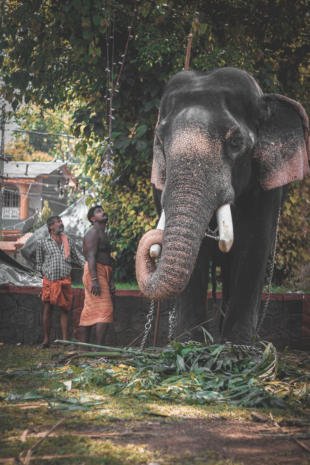Kerala Elephant Picture. Download Free Image