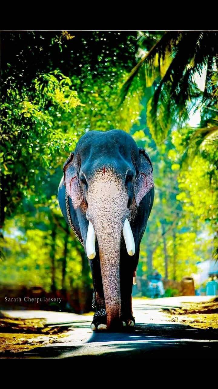 Elephant Kerala wallpaper